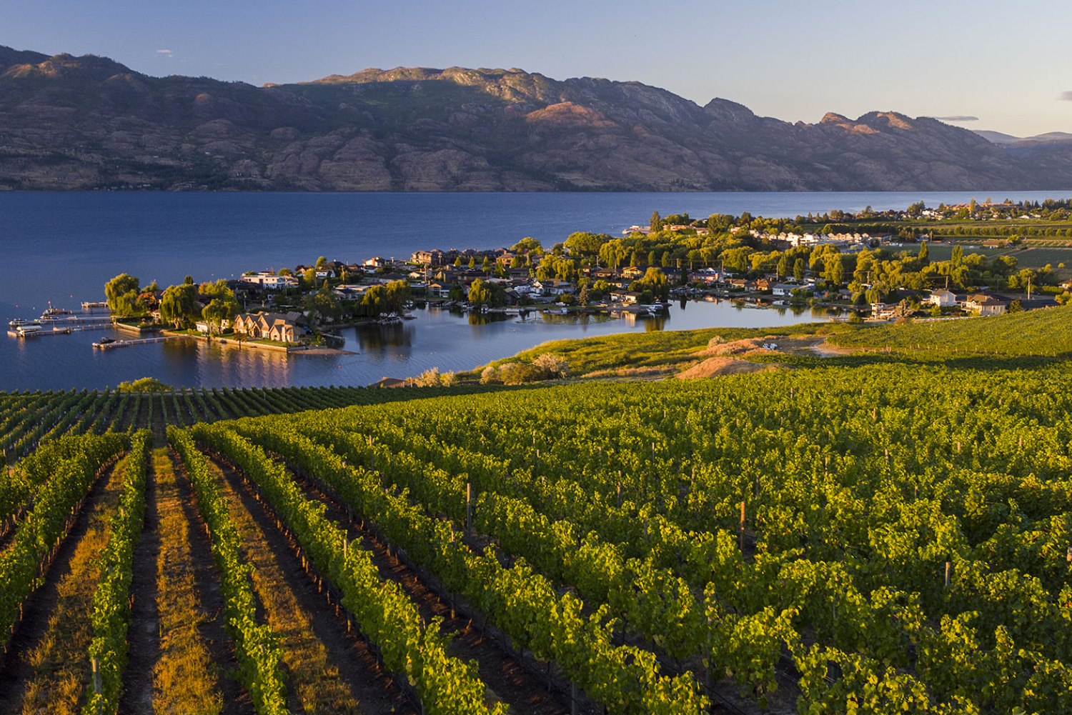 13 Canadian Wines You Should Try