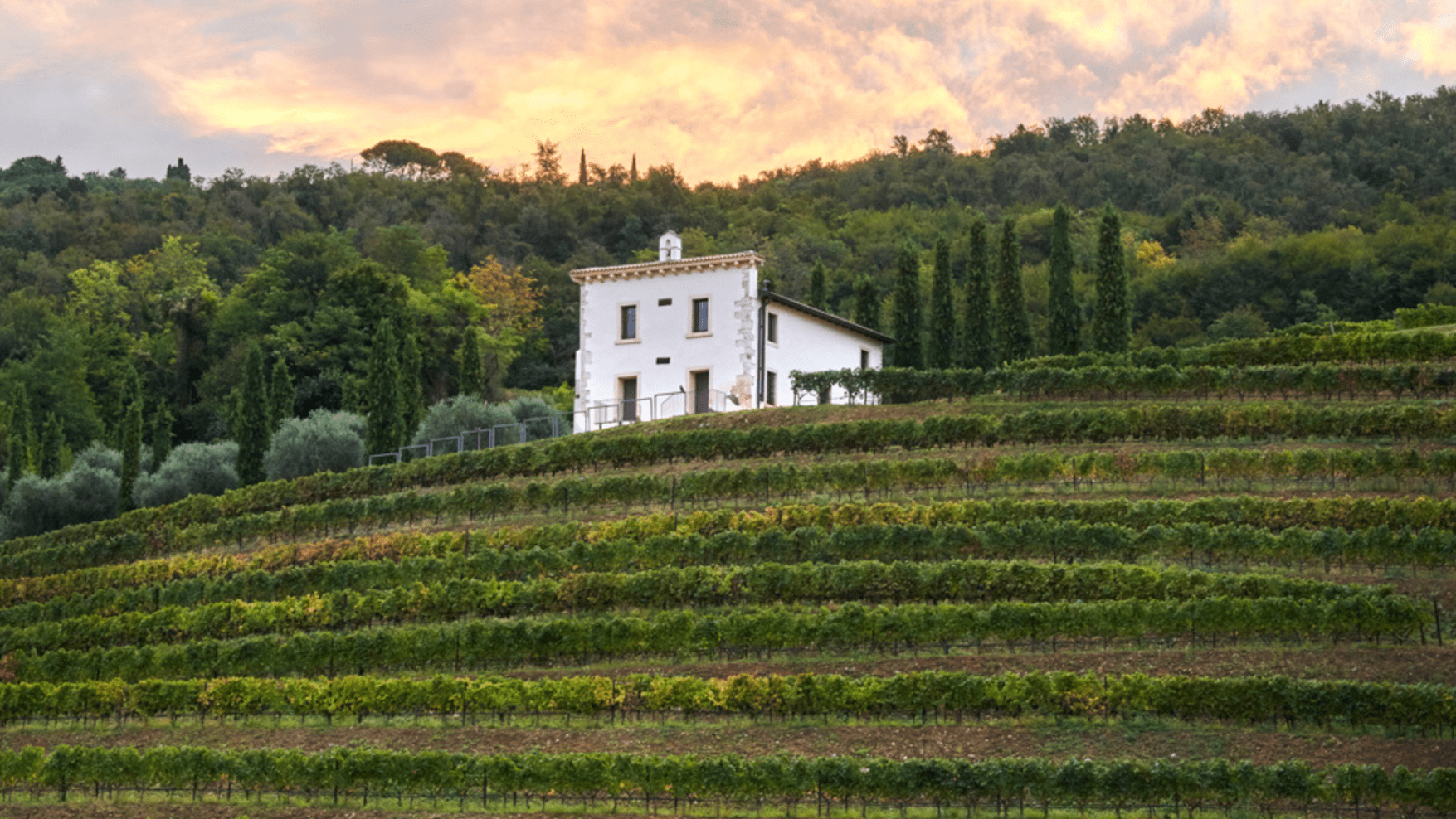 Bertani Wines: Guardians of Amarone's Rich Heritage and Future