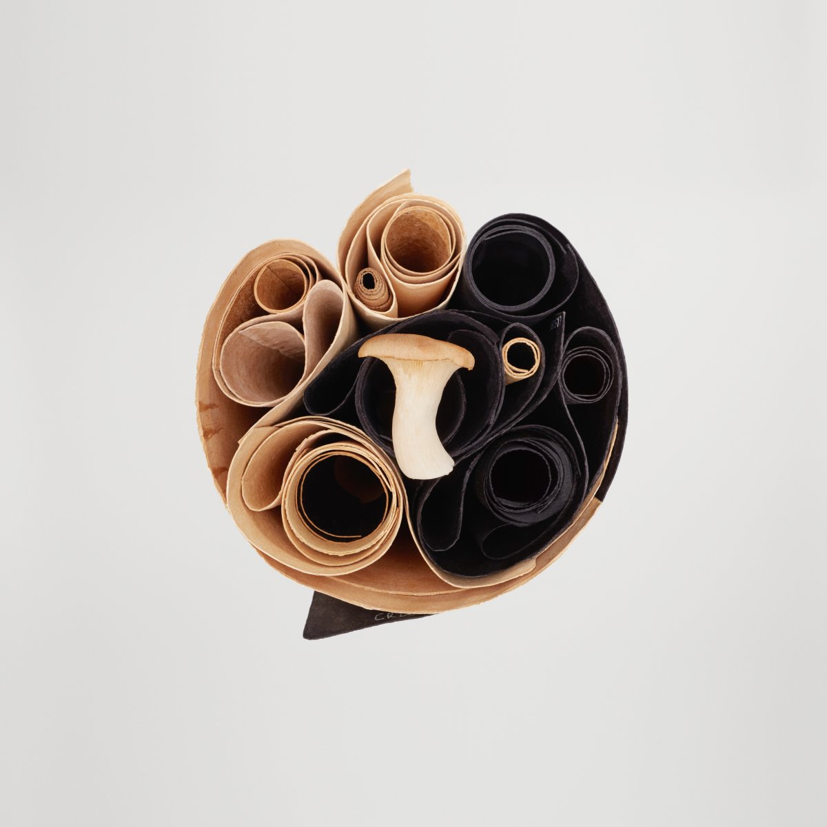 Fashionable Fungi: Are Mushrooms Key to a Sustainable Future?