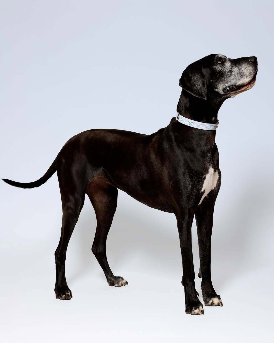 Polar Blue Goes to the Dogs, Goyard’s Chicest Special Order Yet