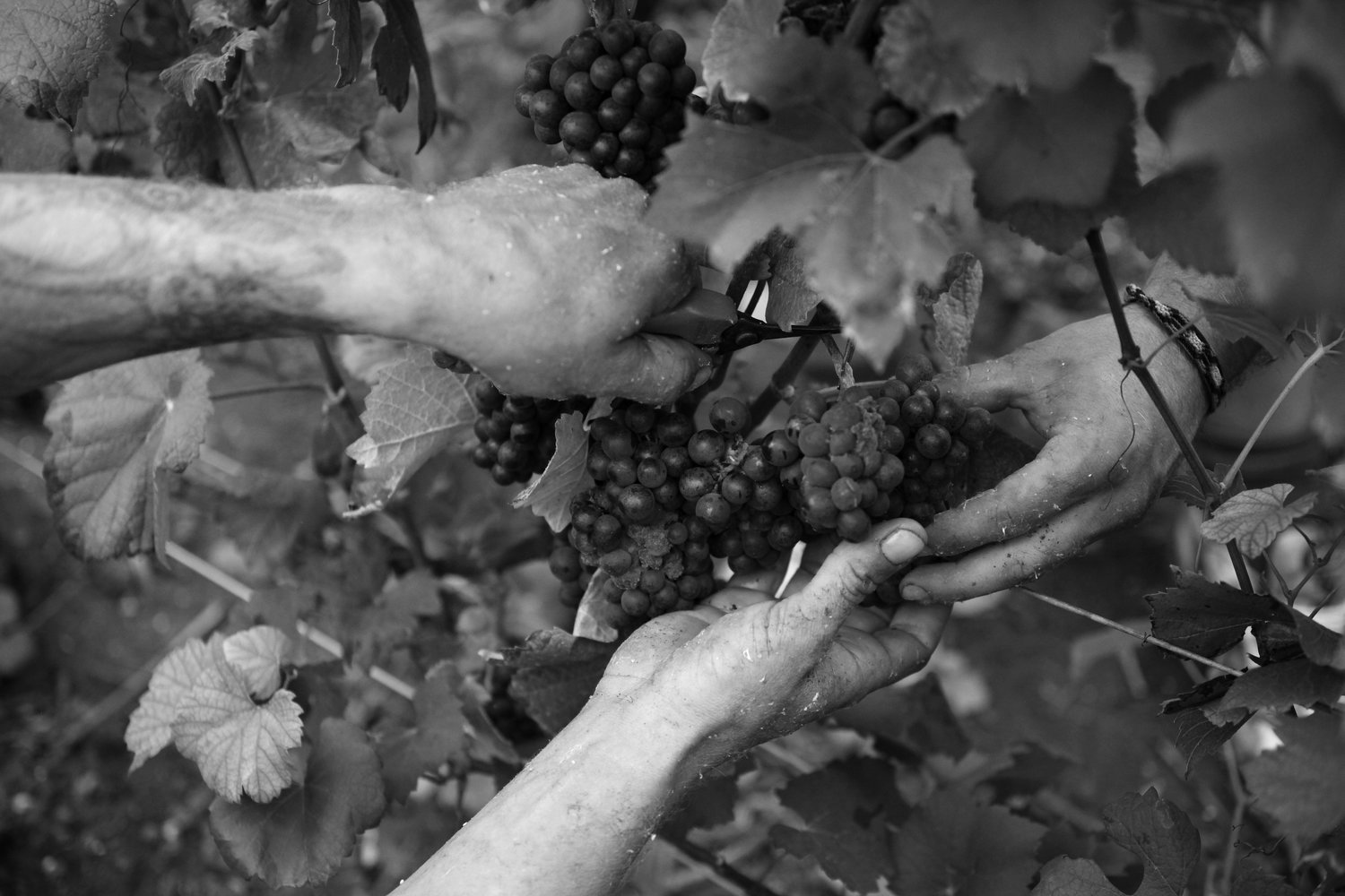 How It's Made: Dom Pérignon