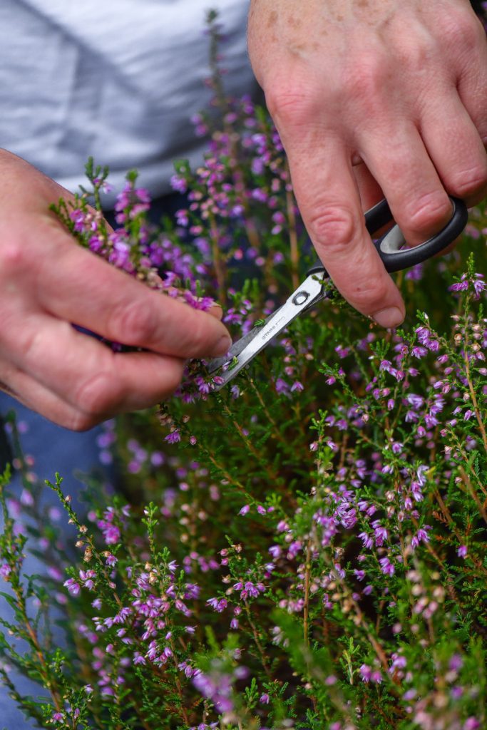 Pair of hands holding a pair of scissors and cutting some flowers.