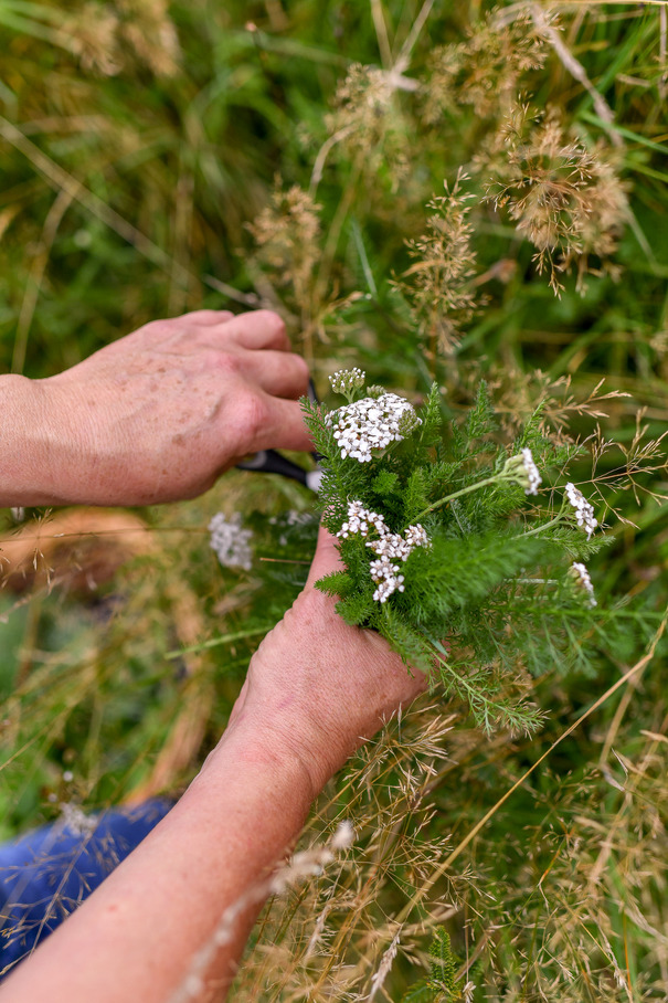 Pair of hands holding a bundle of plants and flowers.