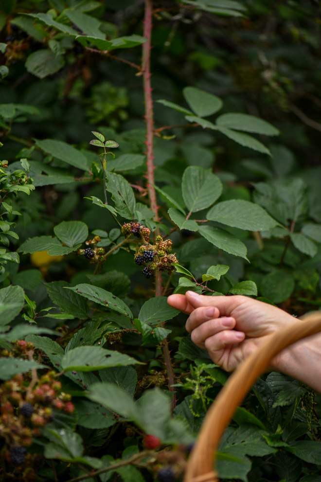 Hand holding the branch of a plant