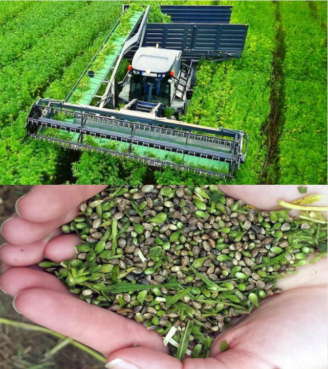 Hemp farming Bay Street Bull