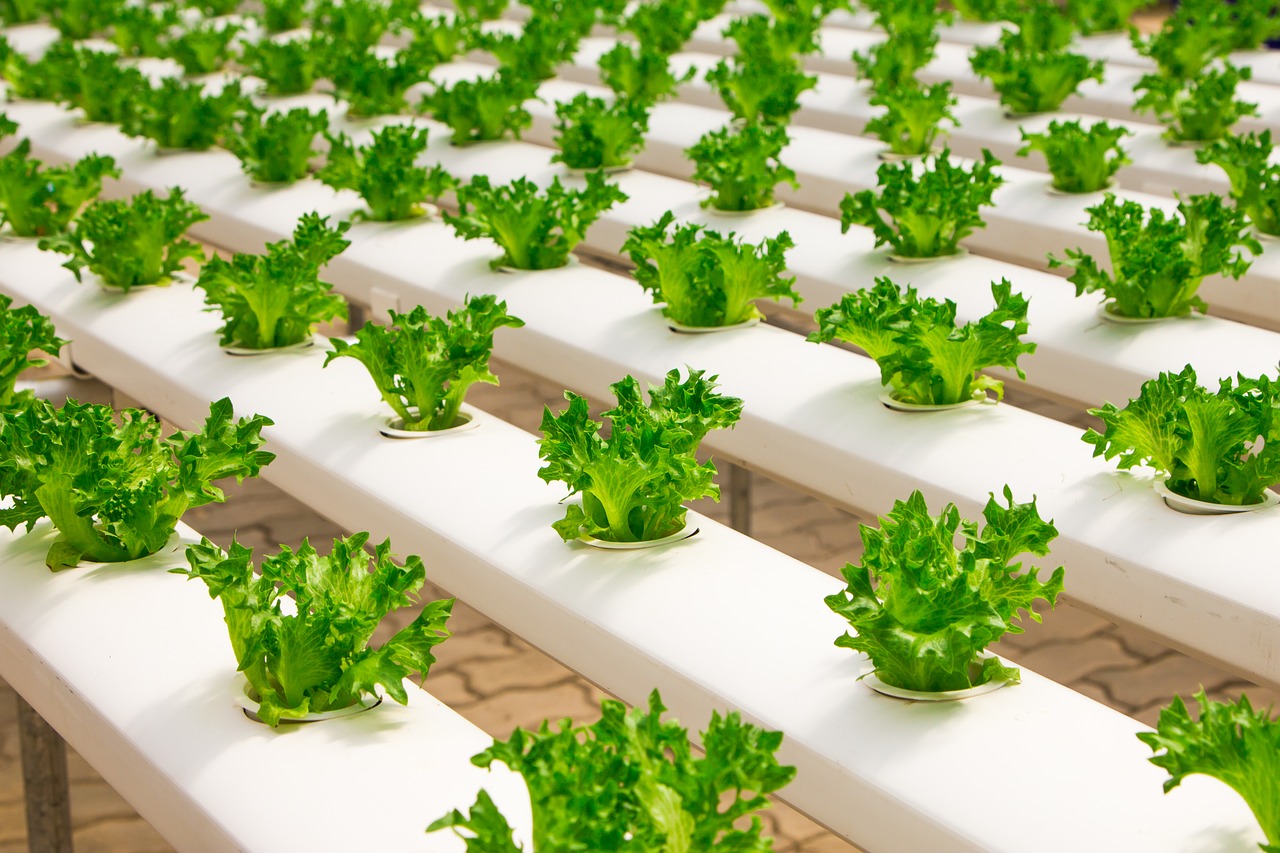 The sustainable food movement's altruistic hypocrisy