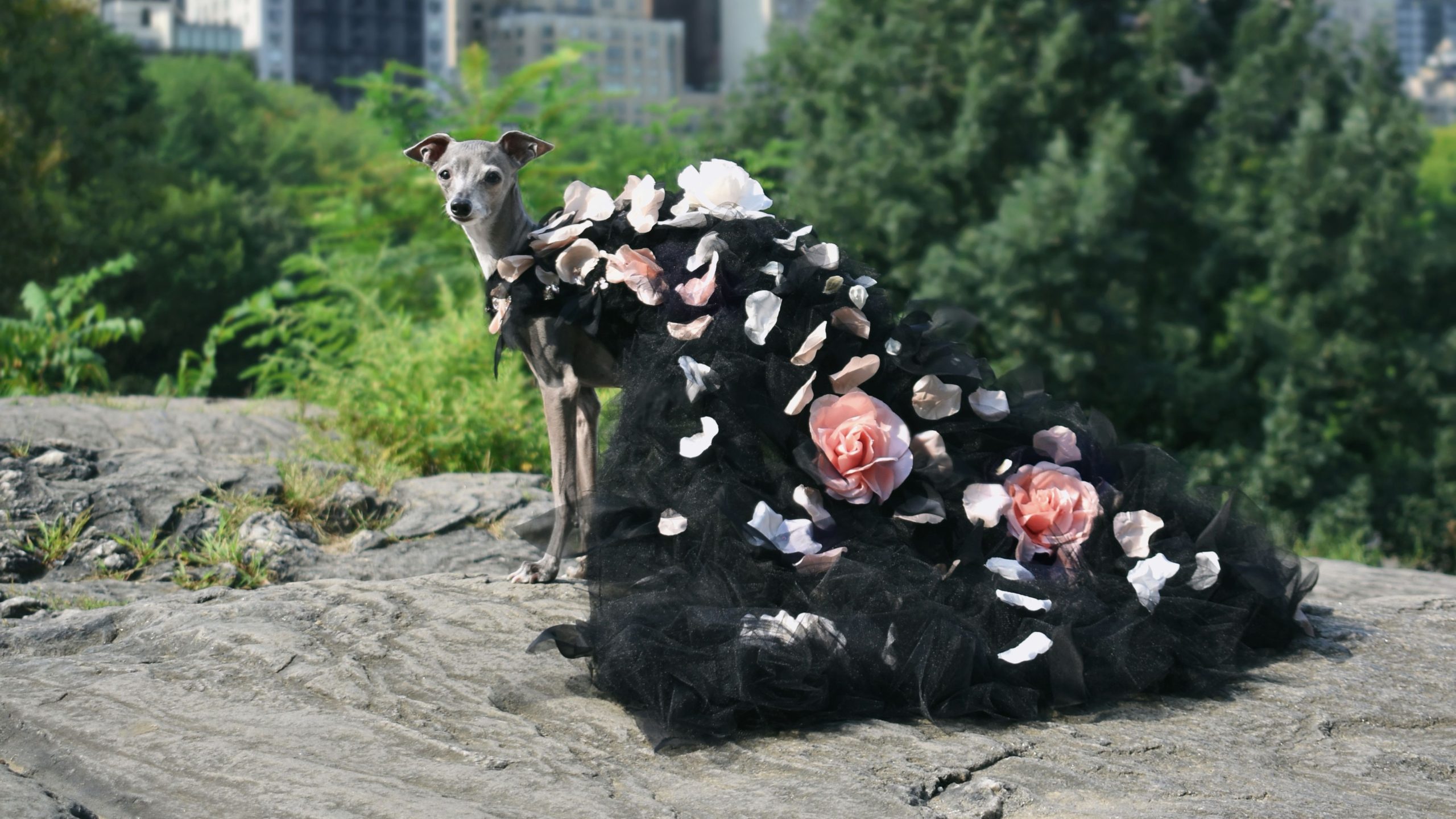 How Tika the Iggy Became Social Media's Most Stylish Canine